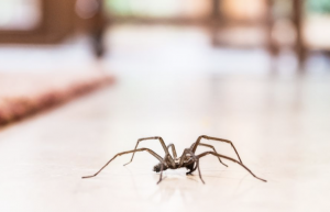 Common House Spider