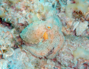 Camouflage