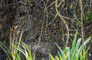 Camouflage